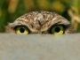 Spionul.