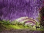 The Wisteria Flower Tunnel