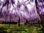 The Wisteria Flower Tunnel