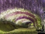 The Wisteria Flower Tunnel