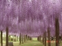The Wisteria Flower Tunnel