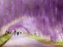The Wisteria Flower Tunnel
