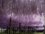 The Wisteria Flower Tunnel