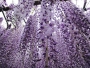The Wisteria Flower Tunnel