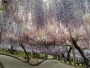The Wisteria Flower Tunnel