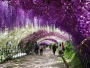 The Wisteria Flower Tunnel