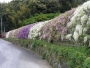 The Wisteria Flower Tunnel