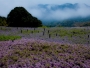 The Wisteria Flower Tunnel