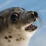 Foca