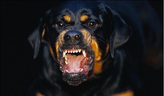 Angry Rottweiler